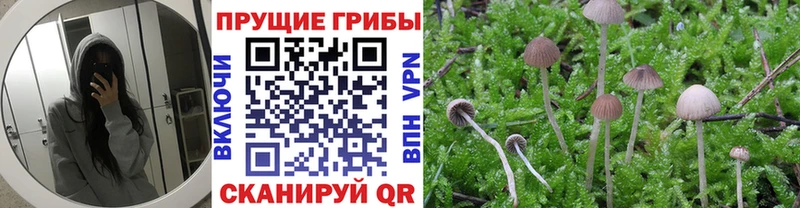 Псилоцибиновые грибы прущие грибы  Касли 